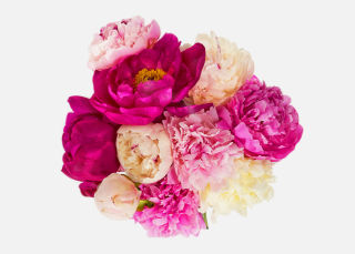 The Grower's Choice Peony image number 1